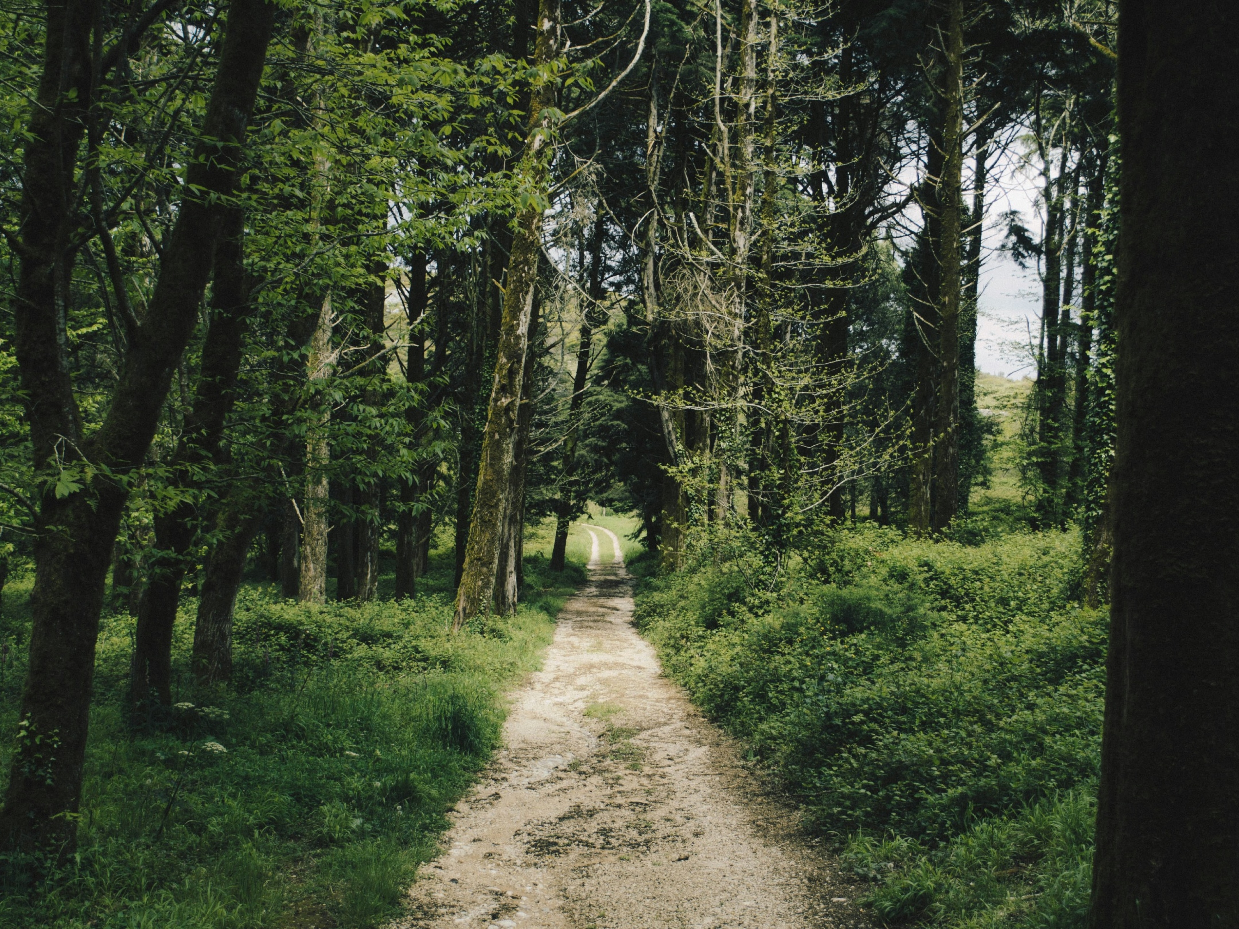 Pathway through tress